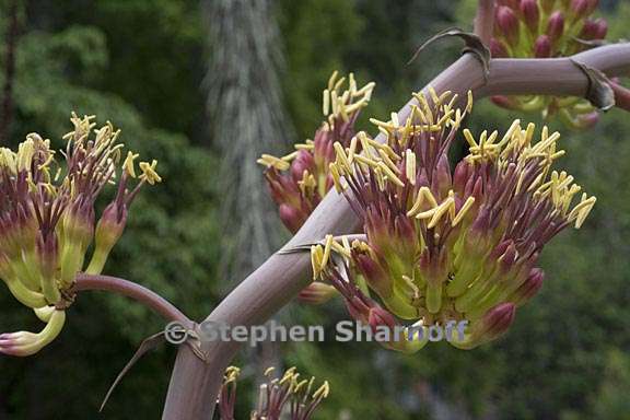 agave colorata 3 graphic